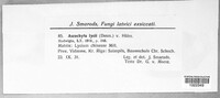 Phyllosticta destructiva image